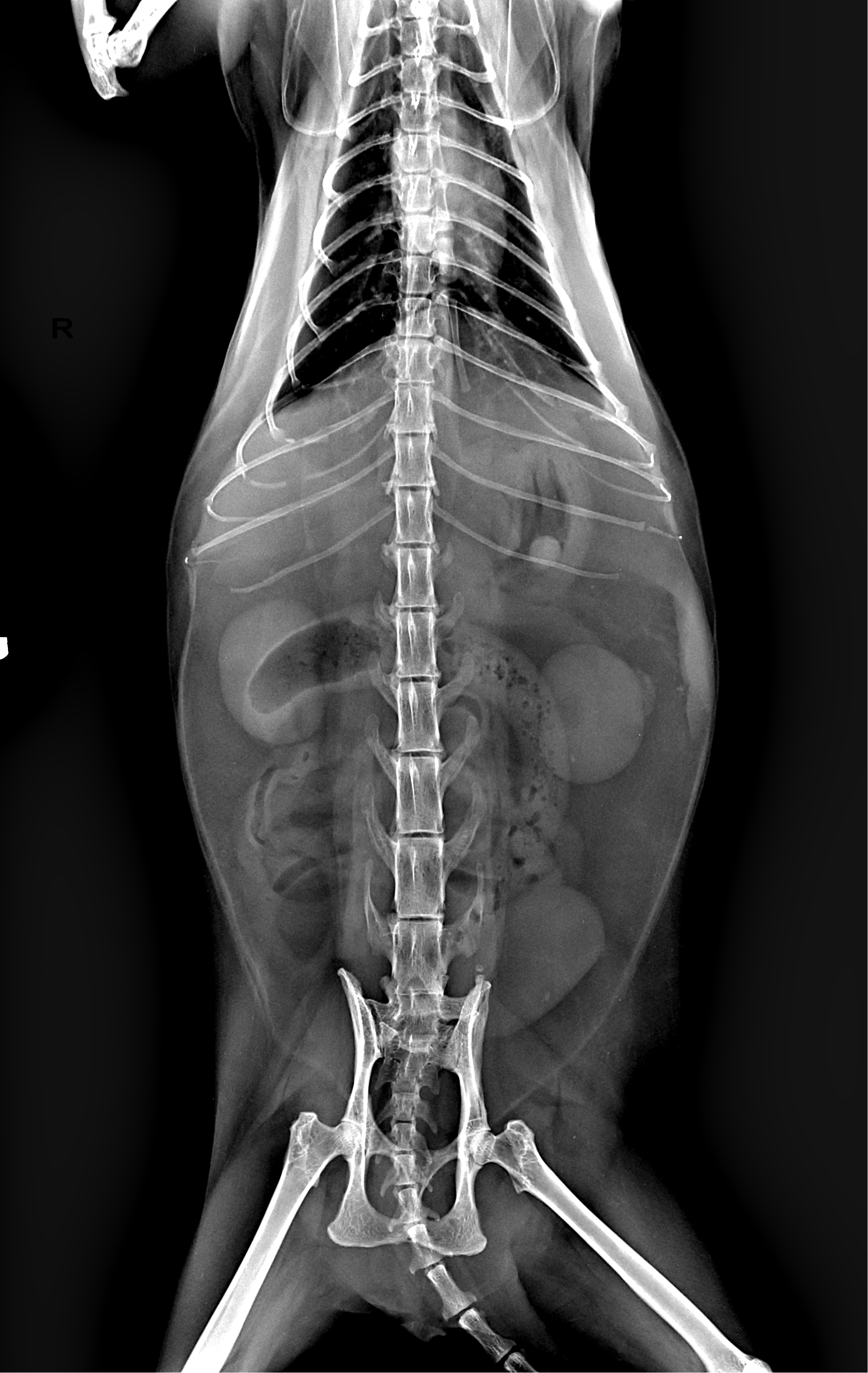 Canine abdomen X-ray